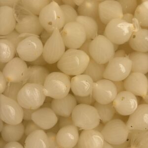 Cebollitas en vinagre suaves